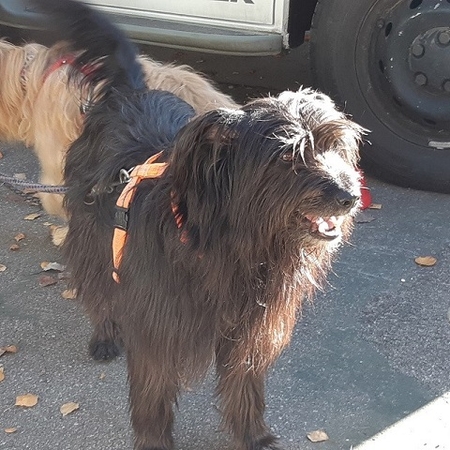 Hundetreffen 2019 im Allgäu (2)